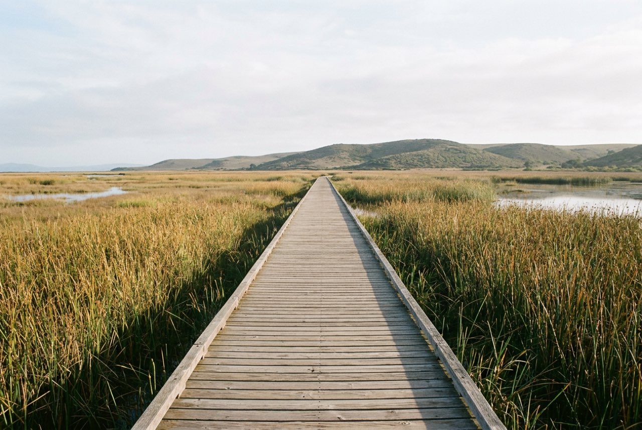 Nine in the morning: a level boardwalk of evenly spaced planks running across a reed marsh toward low hills, soft even light